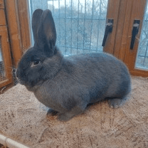 Rabbit Image