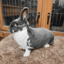 Rabbit Image