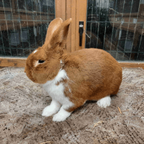 Rabbit Image