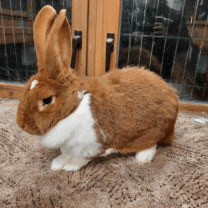 Rabbit Image