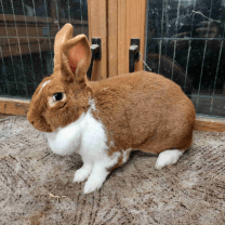 Rabbit Image