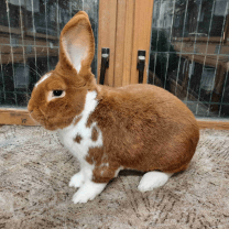 Rabbit Image