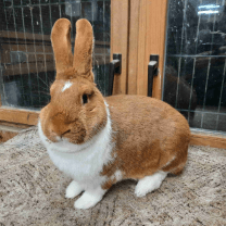 Rabbit Image