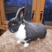 Rabbit Image