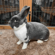 Rabbit Image