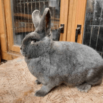 Rabbit Image