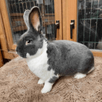 Rabbit Image