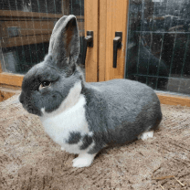 Rabbit Image