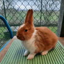 Rabbit Image