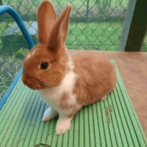 Rabbit Image