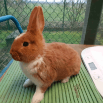 Rabbit Image