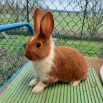 Rabbit Image