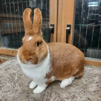 Rabbit Image