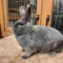 Rabbit Image